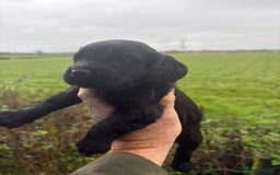 Cockapoo dogs for sale: Quality Chocolate Cockapoos Pups - Image 9