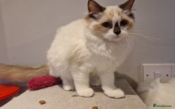 Ragdoll cats for sale: Gorgeous GCCF Ragdoll kittens READY NOW!!! - Image 14