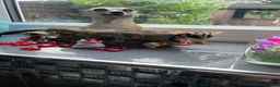 Sugar Glider rodents for sale: Adorable sugar gliders  - Advert 1