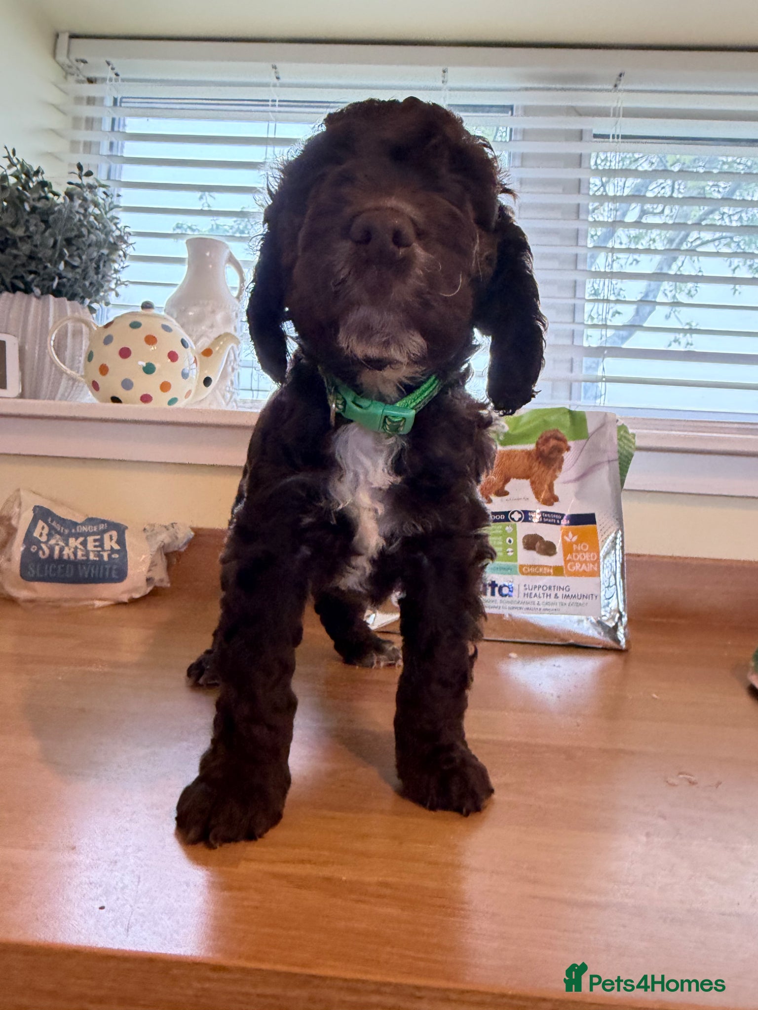 Cockapoo dogs Chocolate cockapoo boy puppy for sale  - Advert 6