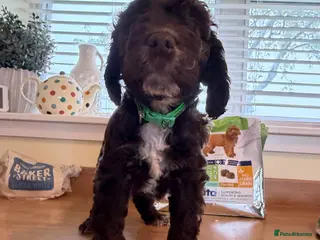 Cockapoo dogs Chocolate cockapoo boy puppy for sale - Advert 6