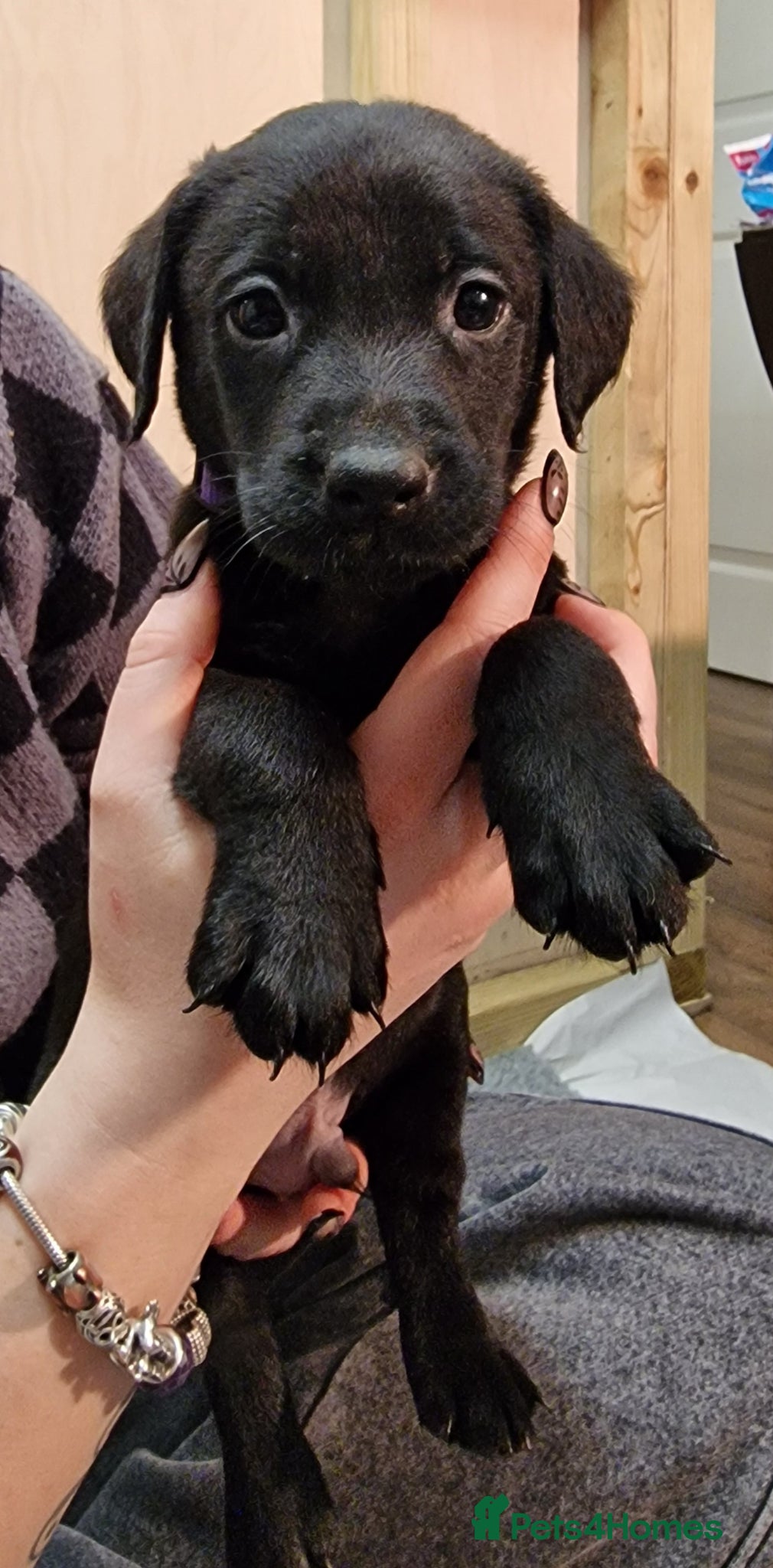 Labrador Retriever dogs Black/Fox Red Labrador Puppies - Advert 11