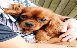 Cavalier King Charles Spaniel dogs for stud: Cavalier KC reg health tested proven stud  - Image 5