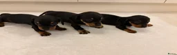 Miniature Dachshund dogs for sale: Dachshund Puppys 8 available  - Advert 32