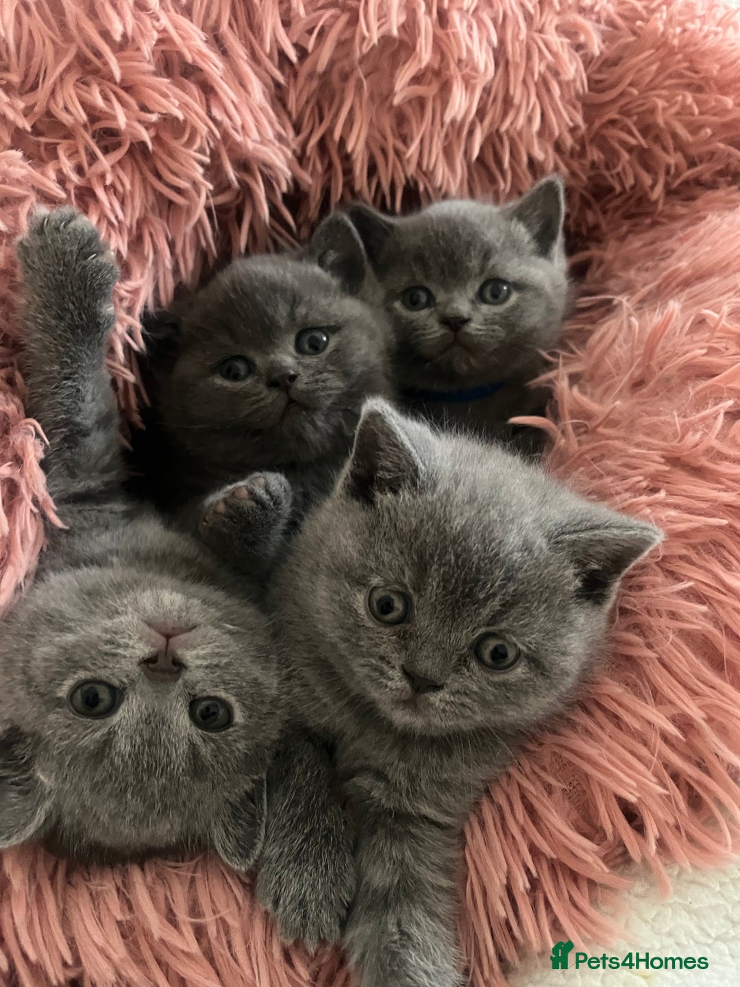 British Shorthair cats for sale: Beautiful Blue British Shorthair Kittens - Advert 1