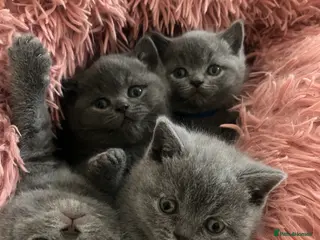 British Shorthair cats Beautiful Blue British Shorthair Kittens - Advert 17