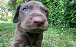 Mixed Breed dogs for sale: Vizlador x Weimaraner puppies - Image 21