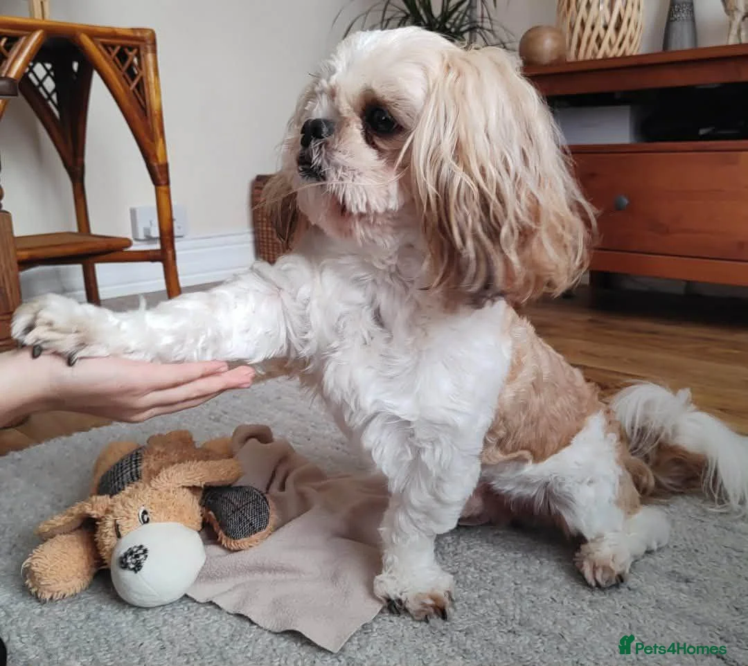 Shih Tzu dogs for stud: Handsome Shih Tzu available for stud - Advert 2
