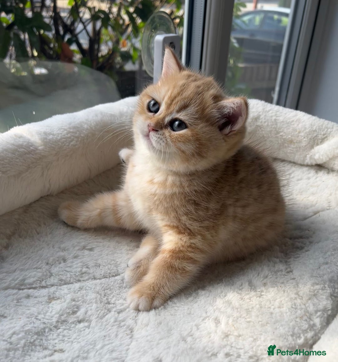 British Shorthair cats for sale: TICA Reg Beautiful Golden & Golden Tabby Bsh  - Advert 12