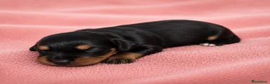 Black and Tan girl 
