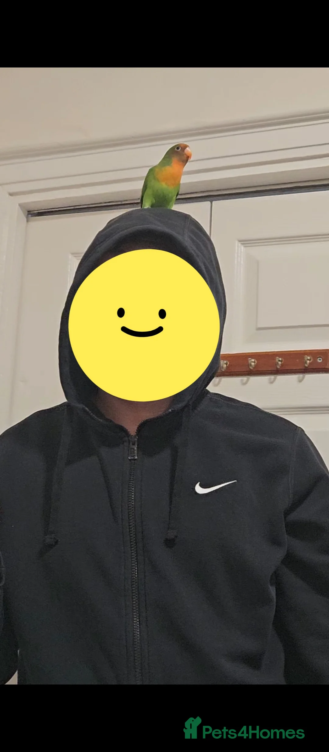 Lovebirds birds for sale: Sweet 4 months female lovebird - Advert 2