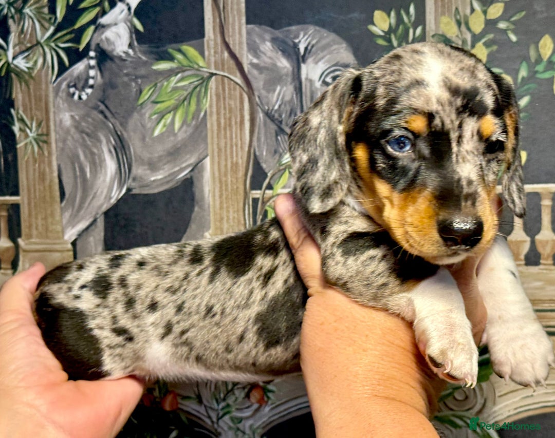 Miniature Dachshund dogs for sale: Stunning Unique Miniature Dachshund Puppies  - Image 7