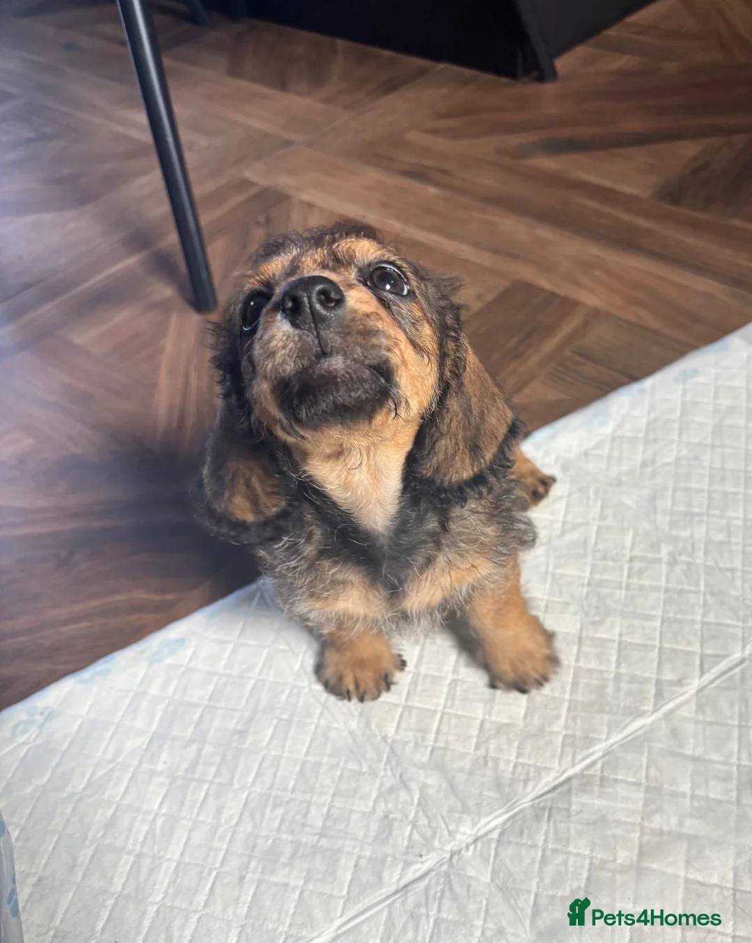 Doxiepoo dogs for sale: Doxiepoo puppies  - Advert 13