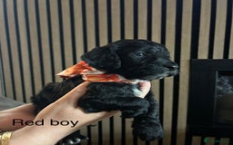 Cocker Spaniel dogs for sale: Cocker spaniel merle puppies - Image 18