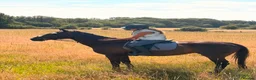 English Thoroughbred horses for sale: Super ror prospect with moves to die for - Advert 1
