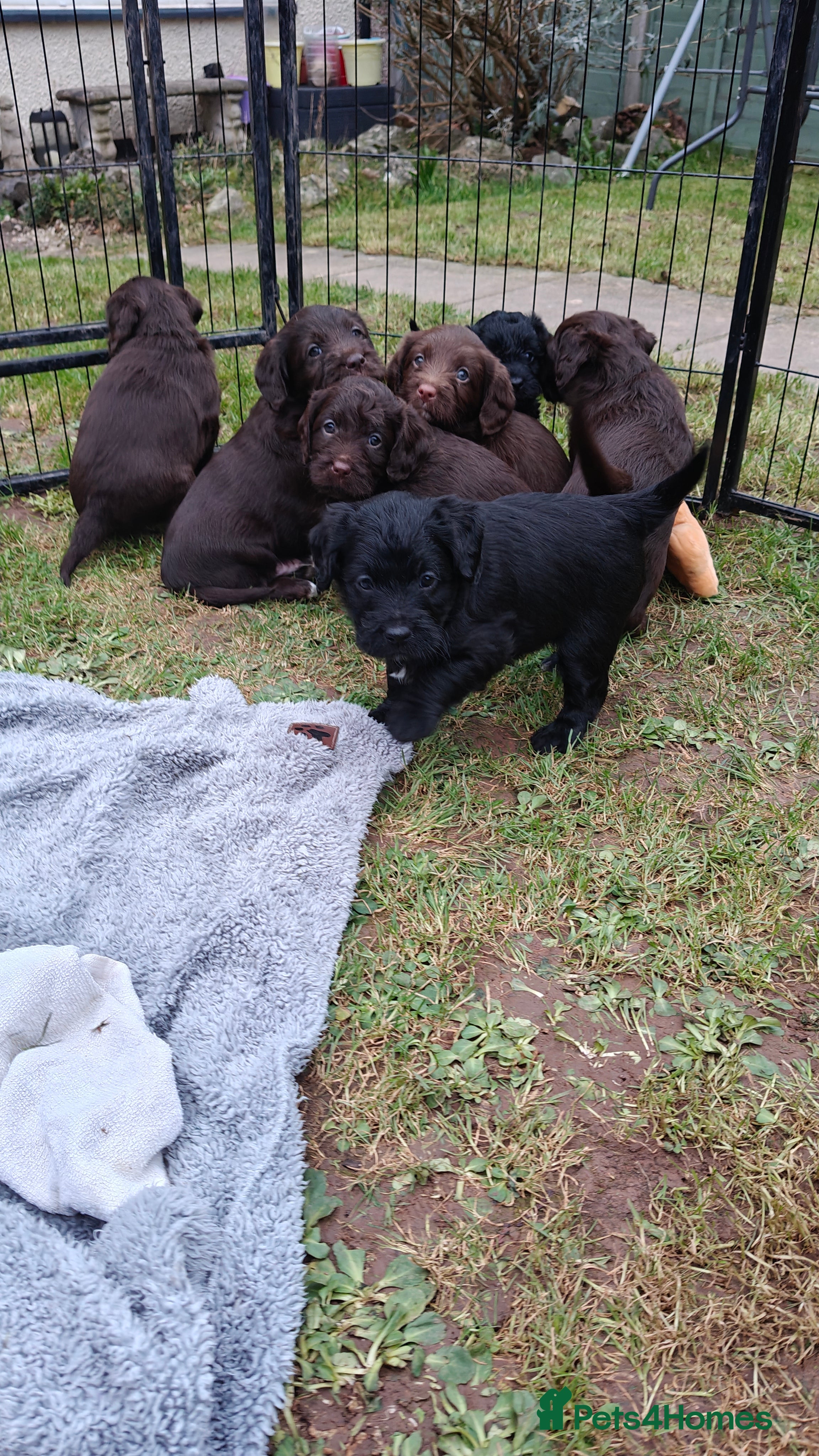 Mixed Breed dogs ✨Genetics Clear Australian Labradoodles✨ - Advert 17