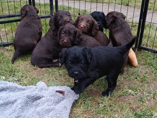 Mixed Breed dogs ✨Genetics Clear Australian Labradoodles✨ - Advert 17