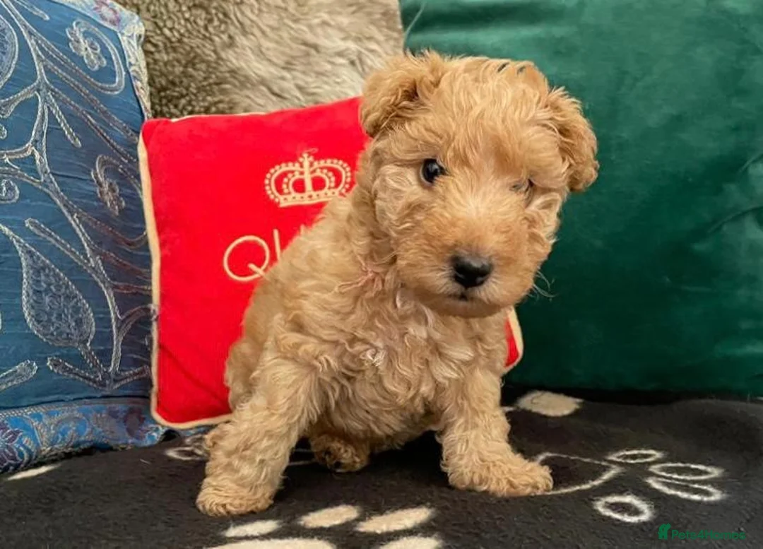 Lakeland Terrier dogs for sale: KC Registered Lakeland Terrier Puppy - Advert 2