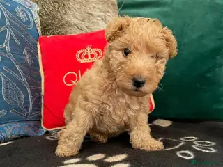 Lakeland Terrier dogs KC Registered Lakeland Terrier Puppy - Advert 2