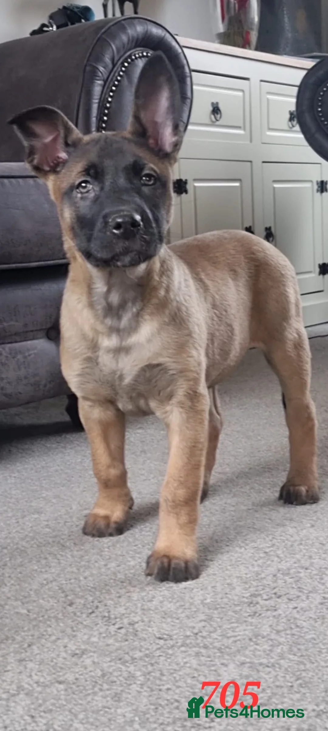 Belgian Shepherd Dog dogs for sale: Lorocmor Luna and Lorockmor Butch pups for sale  - Advert 4