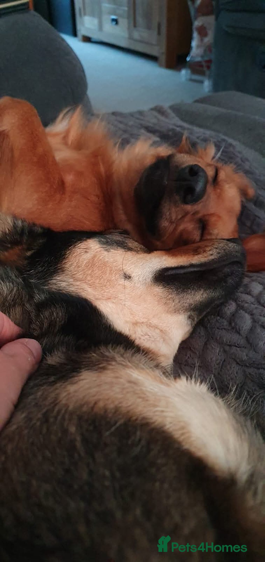 Mixed Breed dogs for adoption: 💖🐶 SANDY 🐶💖 - Image 30