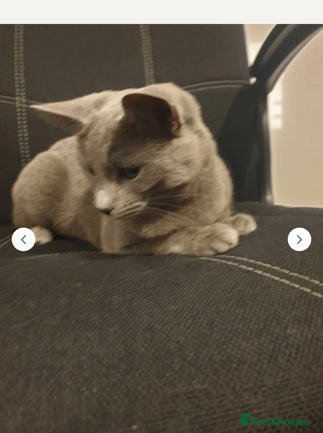 Maine Coon cats for sale: Maincoon/russian blue kitten  - Advert 2