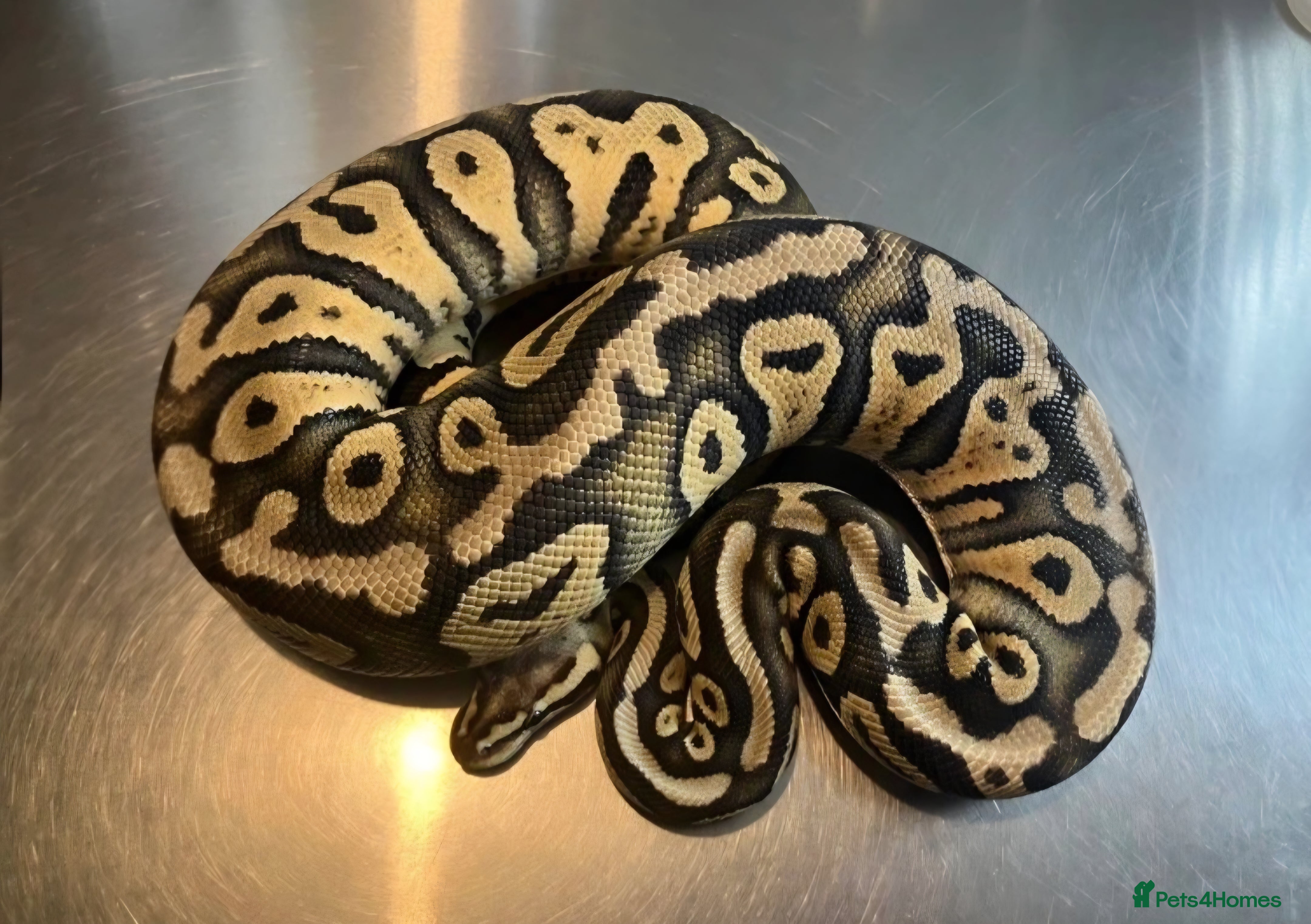 Python Snake reptiles 4 ball python for sale - Advert 3
