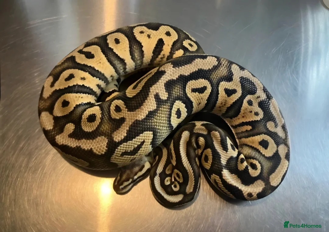 Python Snake reptiles for sale: 4 ball python for sale in Edinburgh - Advert 5