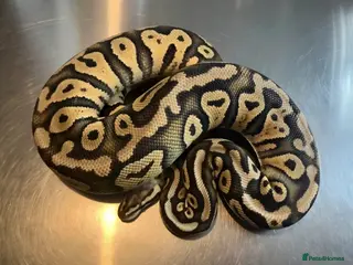 Python Snake reptiles 4 ball python for sale - Advert 3