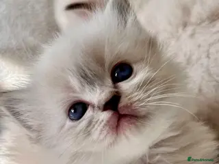 Ragdoll cats 🌼GCCF WAITIING LIST NOW OPEN 🌼 - Advert 3