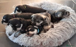Miniature Schnauzer dogs for sale: Rockybobs Miniature Schnauzers  - Image 7