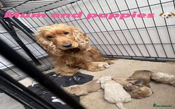 Cocker Spaniel dogs for sale: Show type cocker spaniel  - Image 7