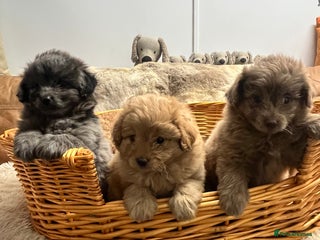 Pomapoo dogs - Advert 4