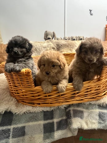 Pomapoo dogs - Advert 1