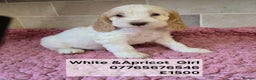 Cockapoo dogs for sale: Quality Cockapoo Puppies Licenced Domestic Breeder - Advert 5