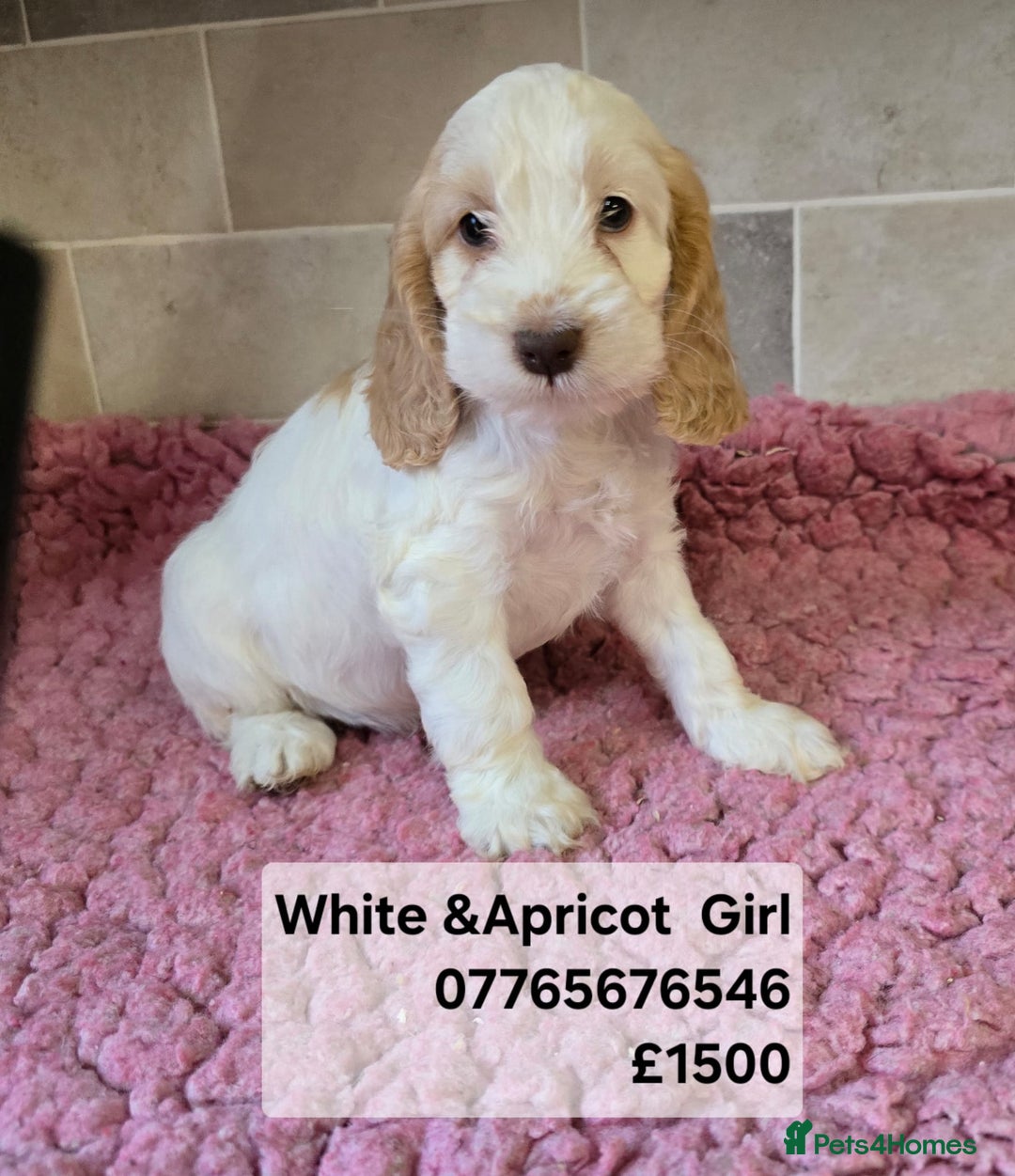 Cockapoo dogs for sale: Quality Cockapoo Puppies Licenced Domestic Breeder - Advert 5