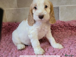 Cockapoo dogs Quality Cockapoo Puppies Licenced Domestic Breeder - Advert 18