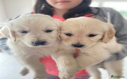 Golden Retriever dogs for sale: Golden retriever puppies for sale - Image 3