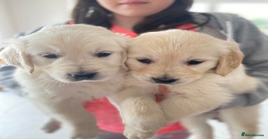 Golden Retriever dogs - Advert 6