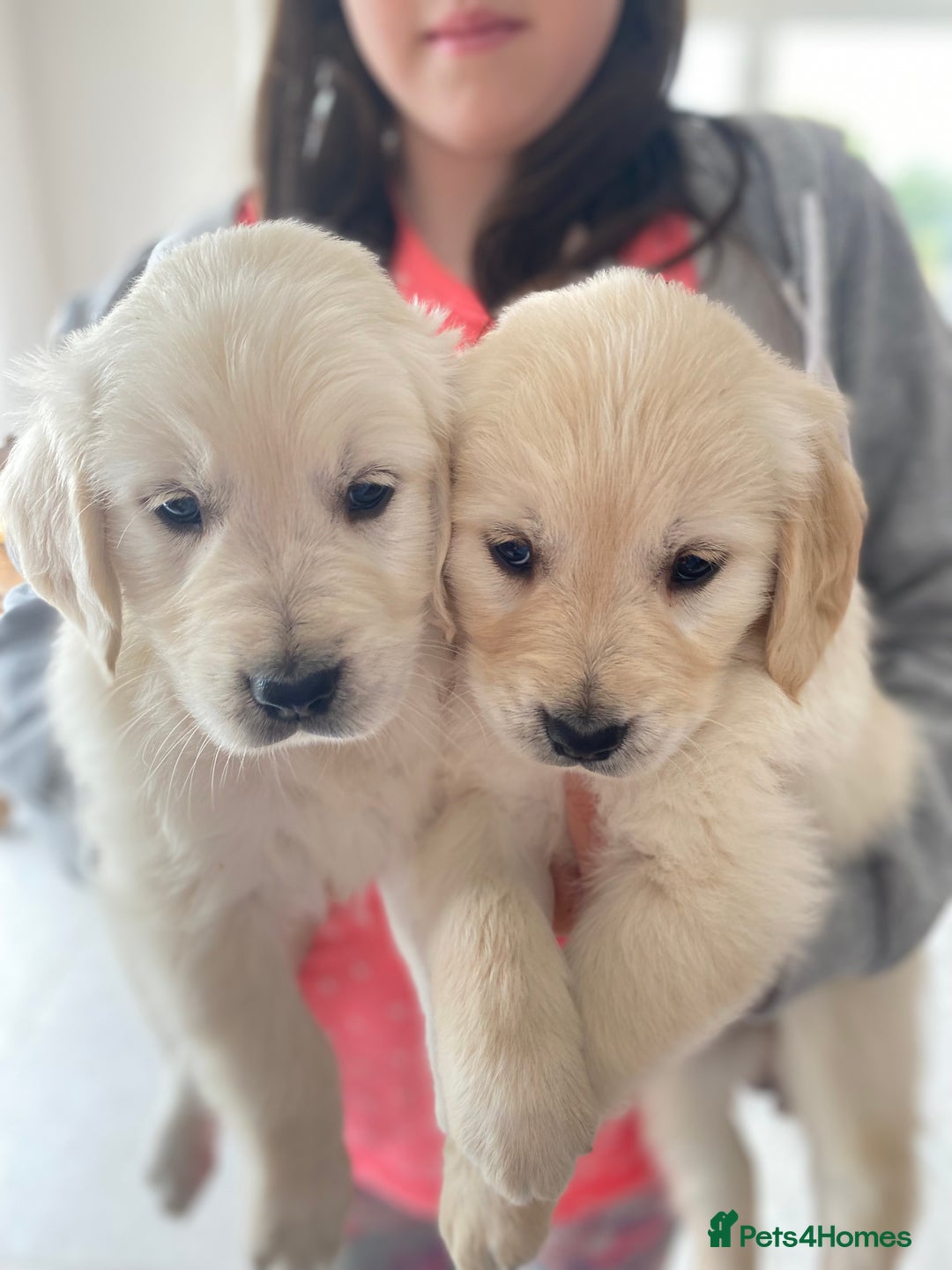 Golden Retriever dogs for sale: Golden retriever puppies for sale - Image 3