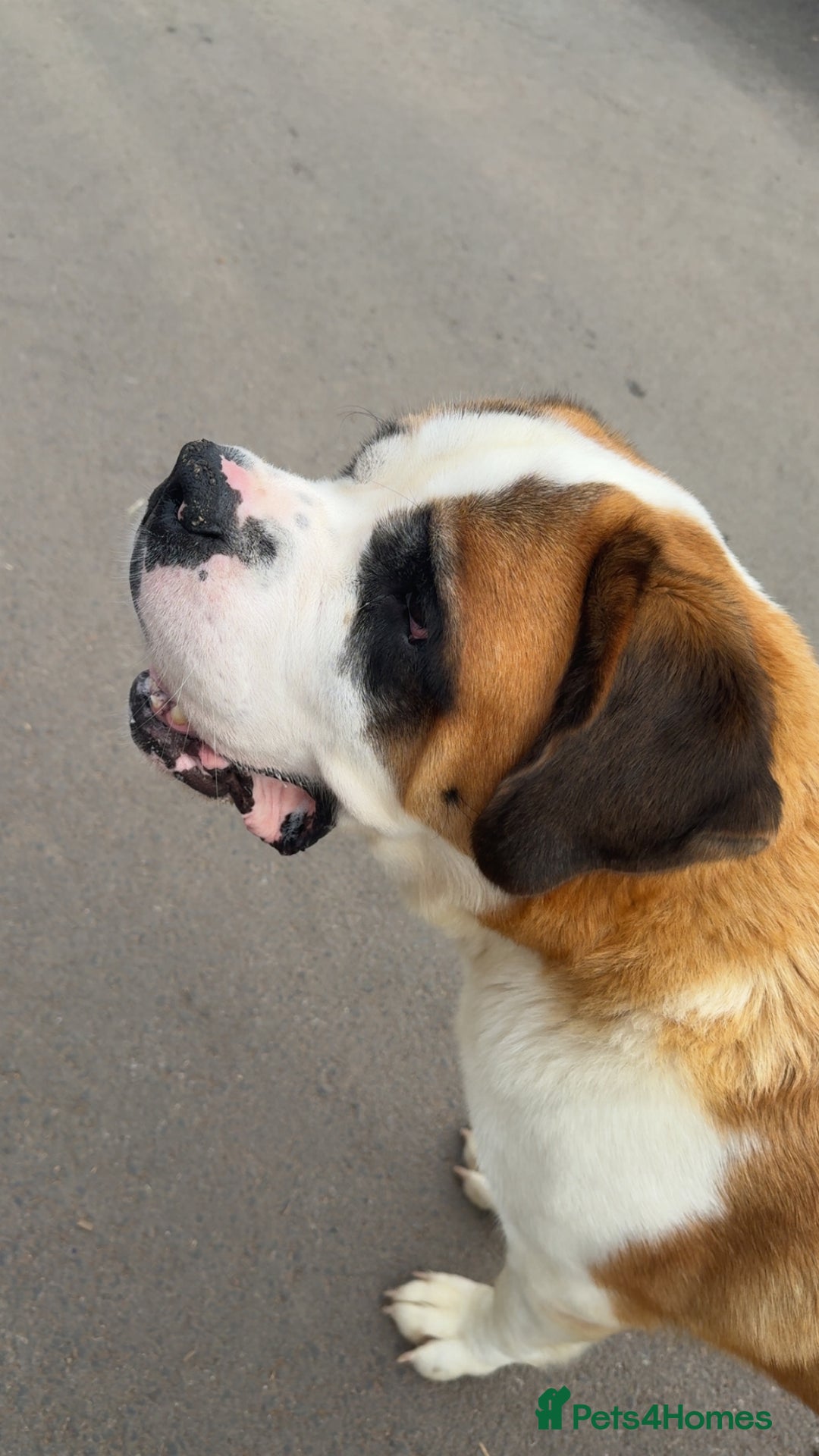 Saint Bernard dogs for sale: Outstanding chunky Saint Bernard puppies for sale - Image 15