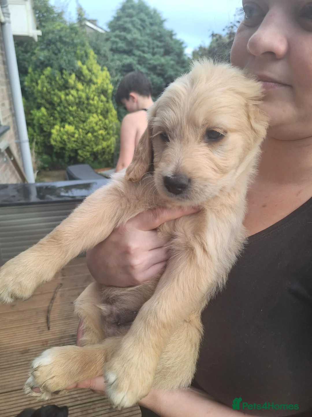 Mixed Breed dogs for sale: One last little boy - Advert 1