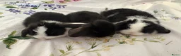 Dwarf Lop rabbits for sale: Beautiful Holland lops  - Advert 2