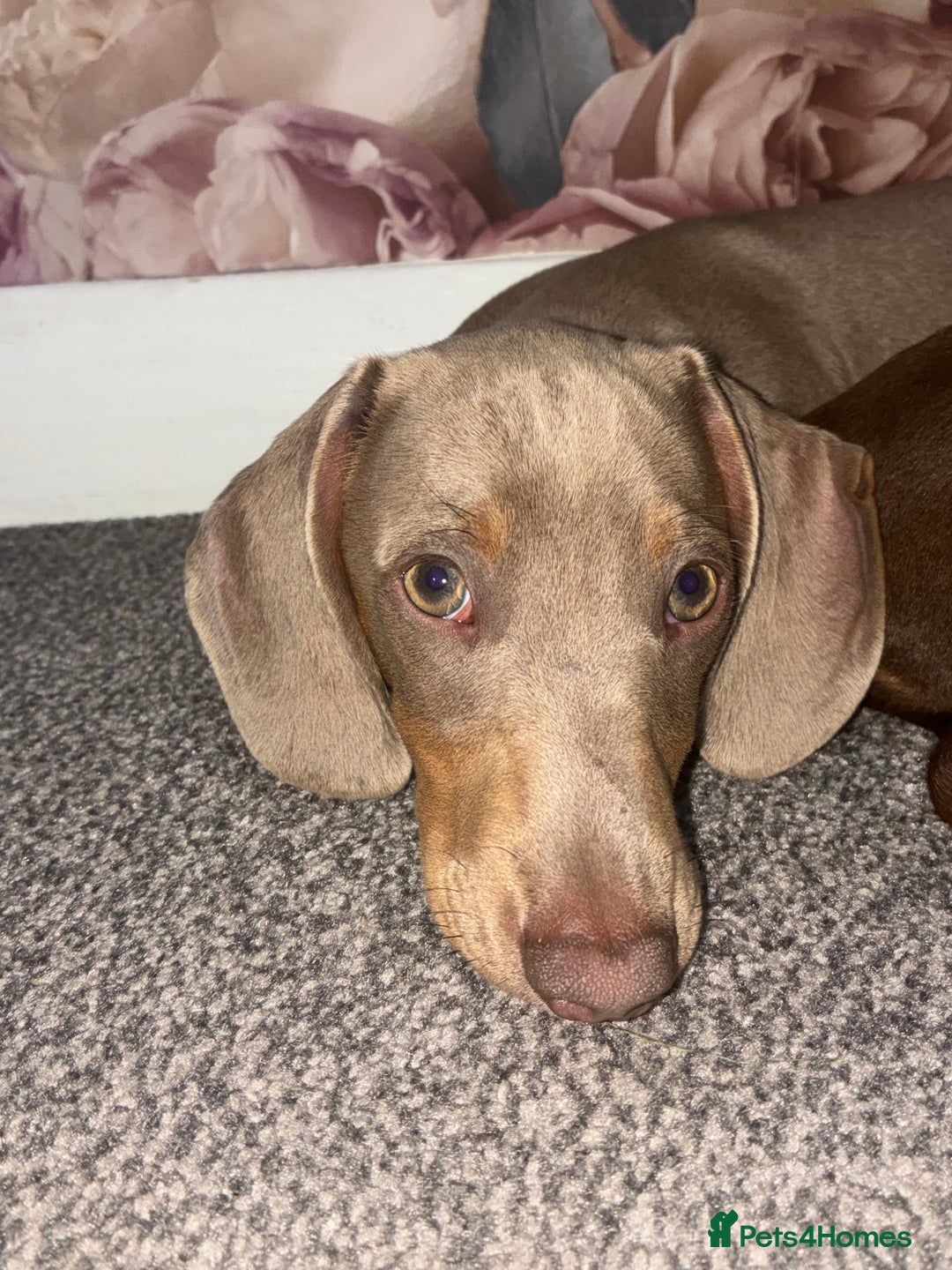 Miniature Dachshund dogs for sale: 5 month old miniature dachshund  - Image 3