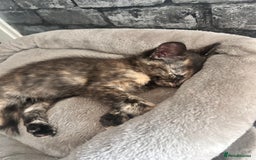 Mixed Breed cats for sale: 5 beautiful kittens ready for a new loving home  - Image 6
