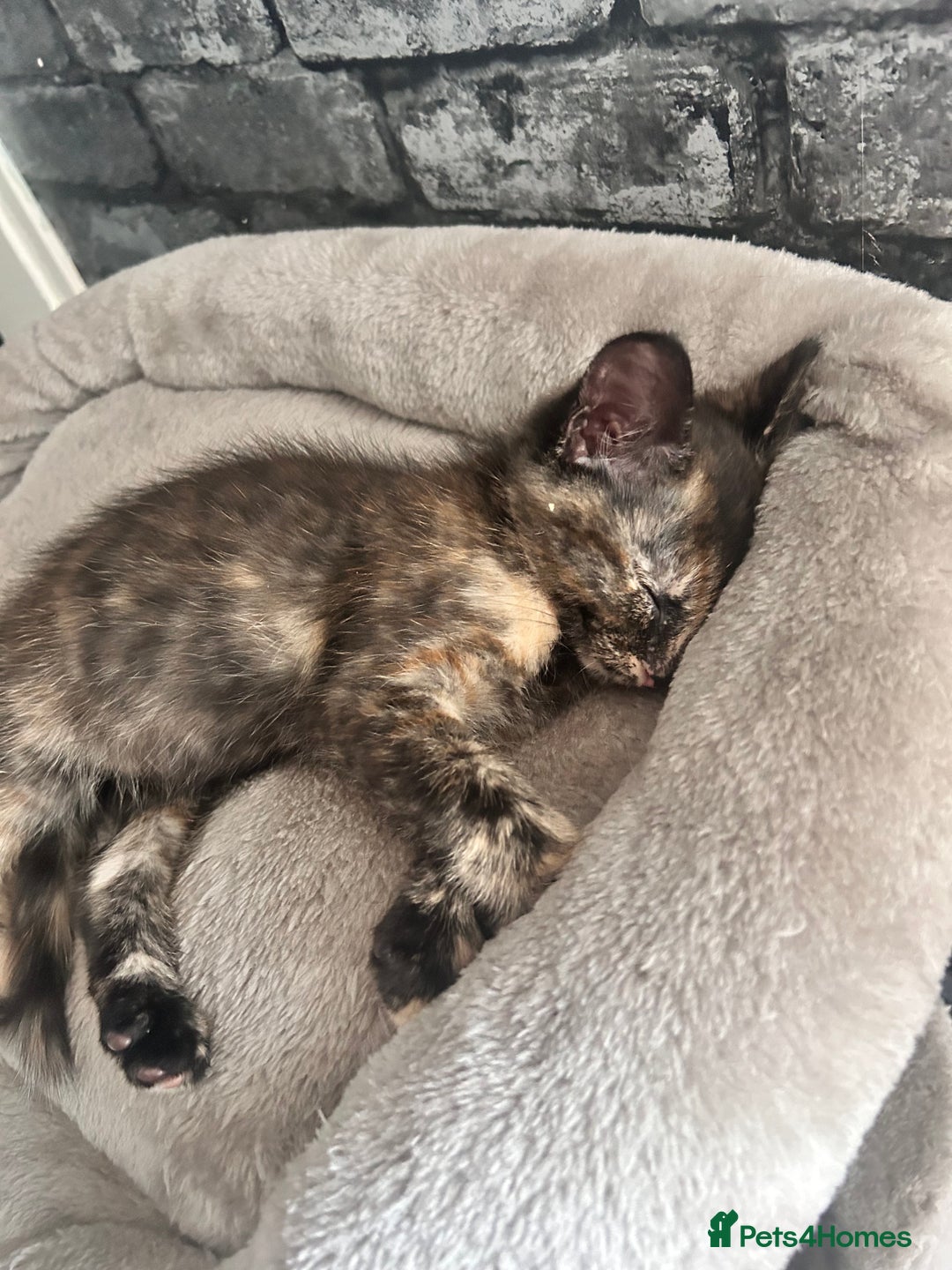 Mixed Breed cats for sale: 5 beautiful kittens ready for a new loving home  - Image 6