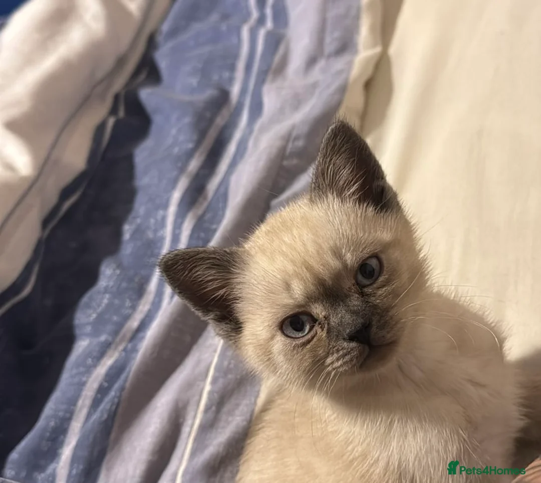 British Shorthair cats for sale: Male Kitten for sale - Advert 6