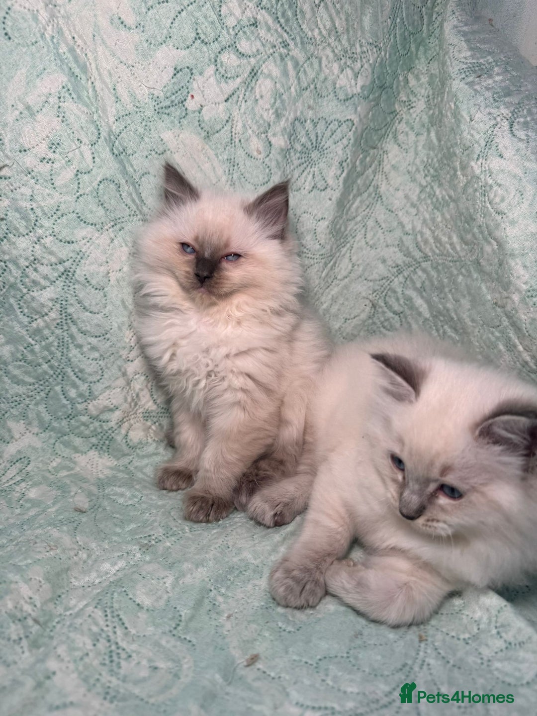 Ragdoll cats for sale: Ragdoll Chunky Boys!  - Advert 22