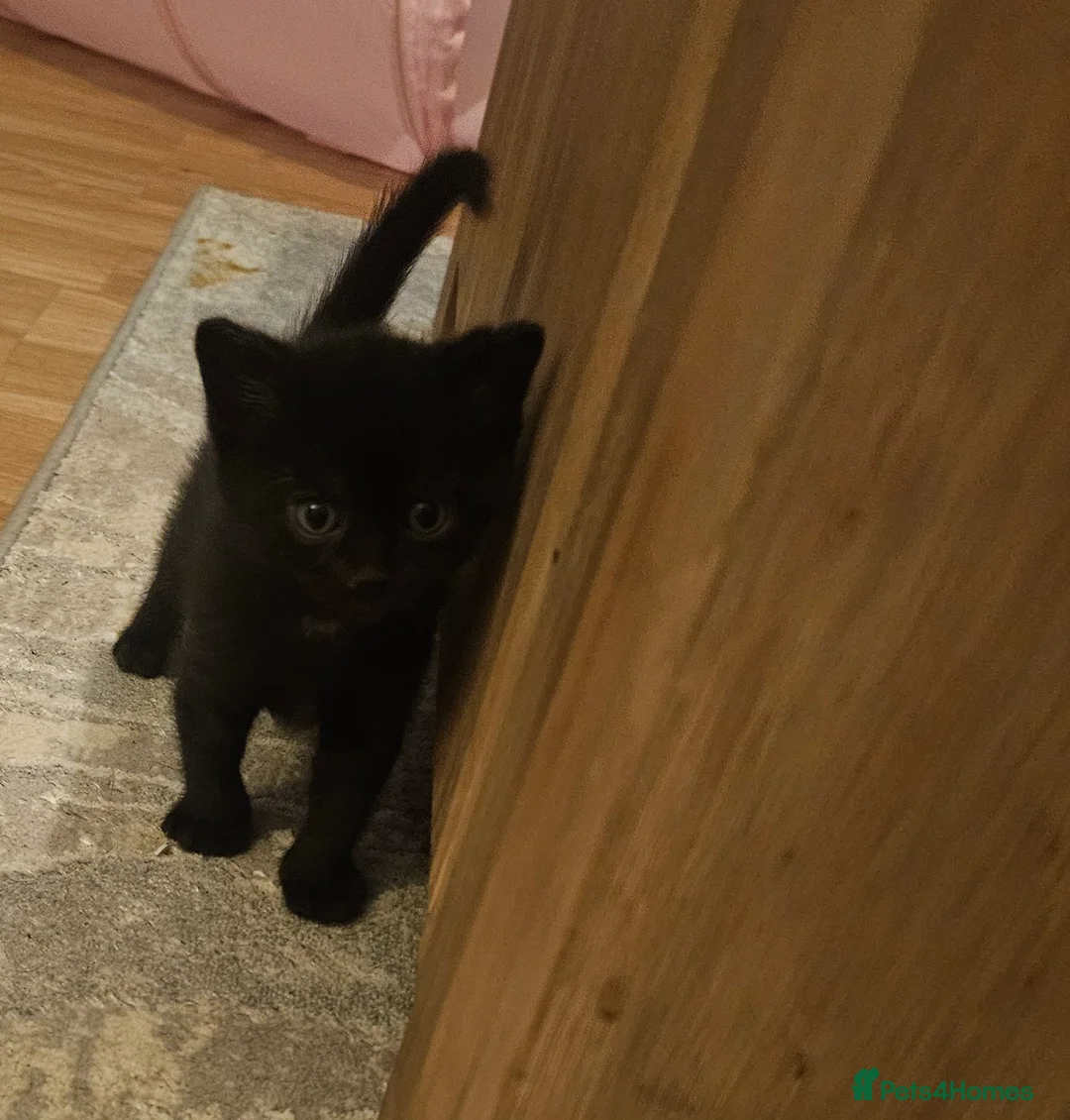 Mixed Breed cats for sale: 5 beautiful kittens available - Advert 8