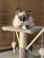 Ragdoll cats GCCF reg parents , pure breed ragdoll kittens 🤍 - Advert 12